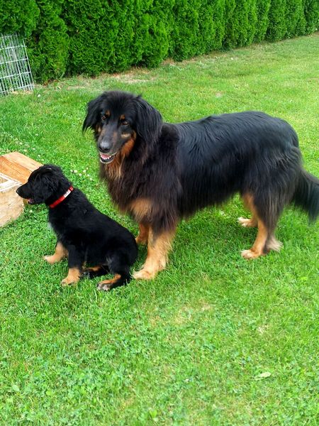 Dana/Sally mit ihrem neuen Rudelmitglied Kira